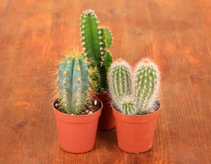 Collection of cactuses on wooden background