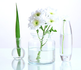 Plants in various glass containers isolated on white