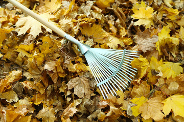 Cleaning of autumn leaves in park