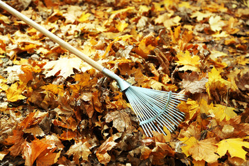 Cleaning of autumn leaves in park