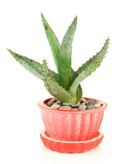 Aloe in flowerpot, isolated on white