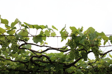 grape field
