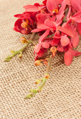 red orchid on burlap