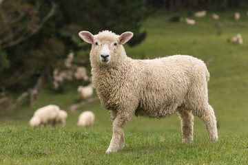 isoliertes Lamm mit weidenden Schafen im Hintergrund