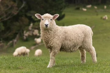 Foto auf Acrylglas Schaf isoliertes Lamm mit weidenden Schafen im Hintergrund