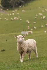 Printed kitchen splashbacks Sheep lamb with flock of sheep in background