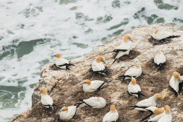 gannets nesting on cliffs above ocean waves