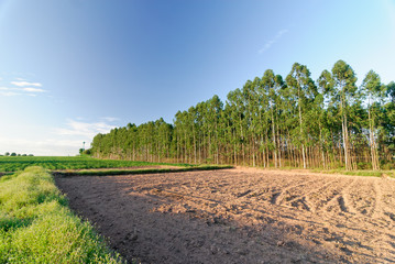 Eucalyptus Forest Grove