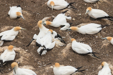 gannets fighting over nesting place