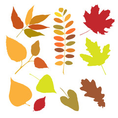 Set of autumn leaves isolate