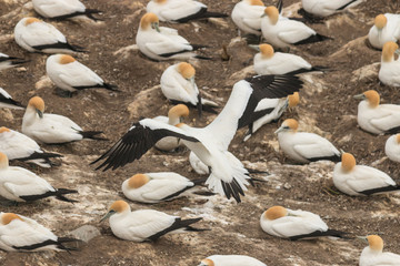 detail of gannet landing in nesting colony