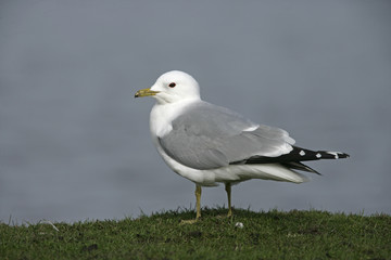 Common gull, Larus canus