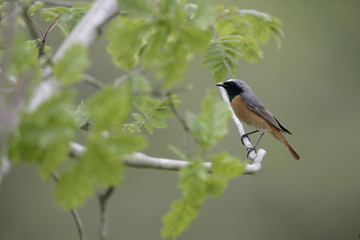 Common redstart,  Phoenicurus phoenicurus