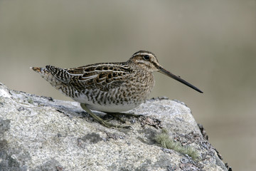 Common snipe, Gallinago gallinago