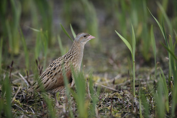 Corncrake, Crex crex