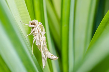 Moth in the nature