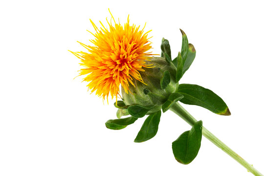 F&auml;rberdistel