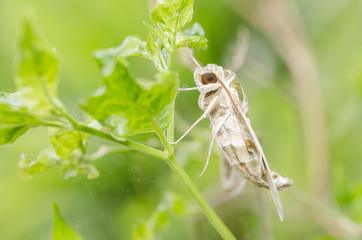Moth in the nature