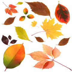Collection of beautiful colored autumn leaves isolated on white