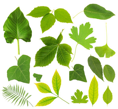 Collection of green leaves isolated on white