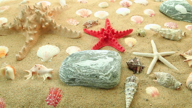 Starfish and shells on sand