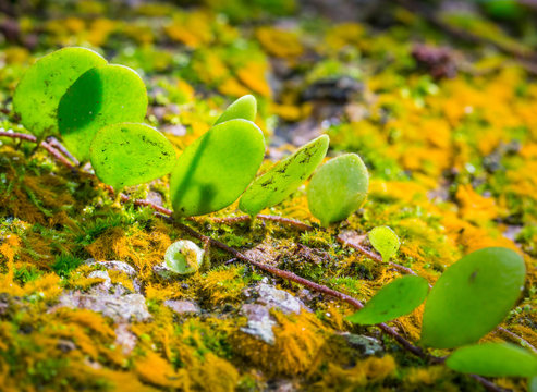 Pyrrosia piloselloides plant on moss