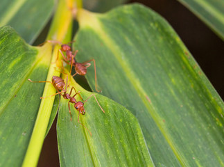 Weaver Ants