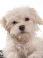 portrait of a maltese dog - 58412514