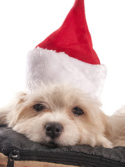 maltese dog with christmas hat with white background - 58412516