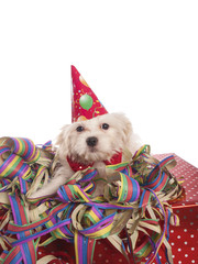 maltese dog with party hat with white background - 58412519