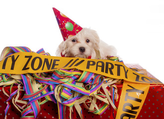 maltese dog with party hat with white background - 58412521