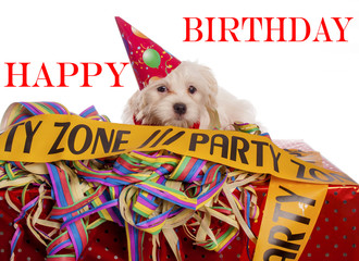 maltese dog with party hat with birthday congratulations