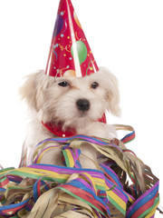 maltese dog with party hat with white background - 58412527