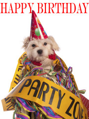 maltese dog with party hat with birthday congratulations - 58412538