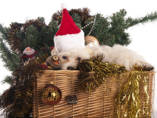 maltese dog in decorated Christmas basket - 58412539