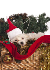maltese dog in decorated Christmas basket - 58412548