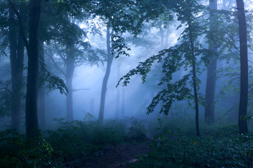 Trees, silhouetted in the mist