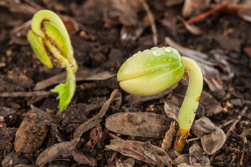 Close-up of green seedling growing out of soil