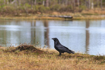 Ravens in tree top