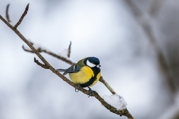 Great tit on a branch