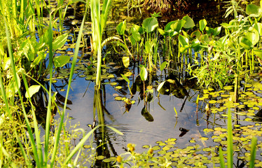 Garden Pond