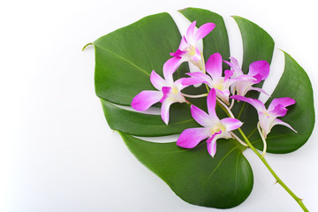 モンステラの葉と蘭の花