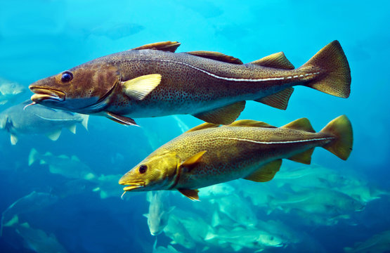 Cod fishes floating in aquarium, Alesund, Norway.