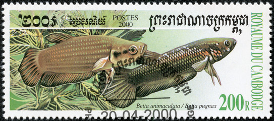 stamp printed in CAMBODIA shows fish