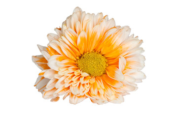 chrysanthemum flower