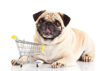 pug dog shopping trolly isolated on white background. shopper