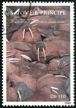 stamp printed in Sao Tome shows walrus