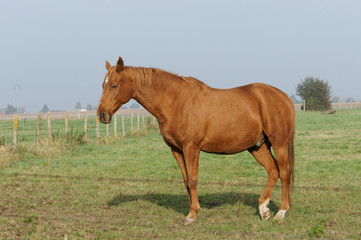 Obraz premium cheval-1