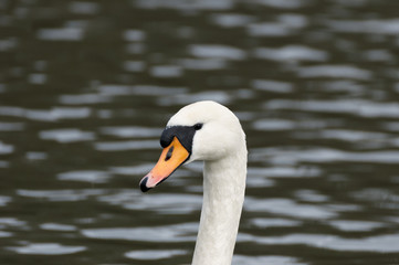 Fototapeta premium cygne-6