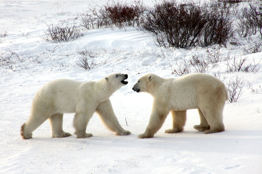 Ours polaire de l'arctique